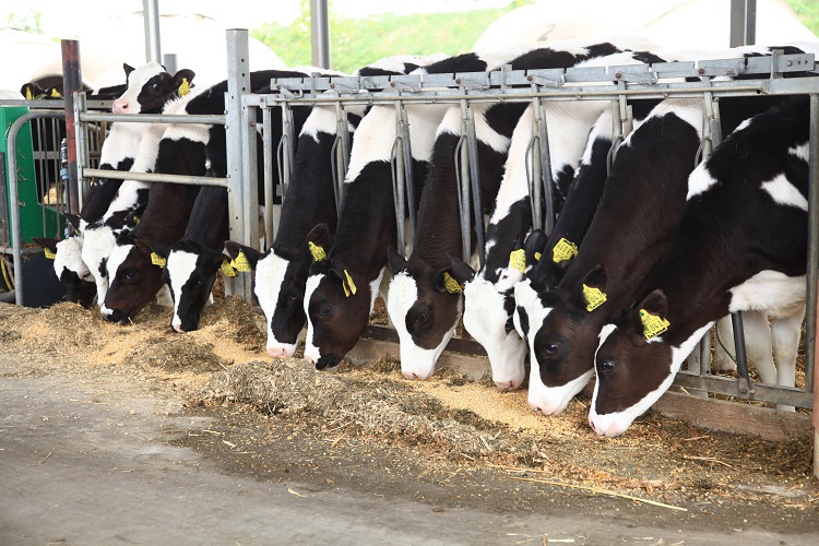 Calf and heifer feed management Trouw Nutrition