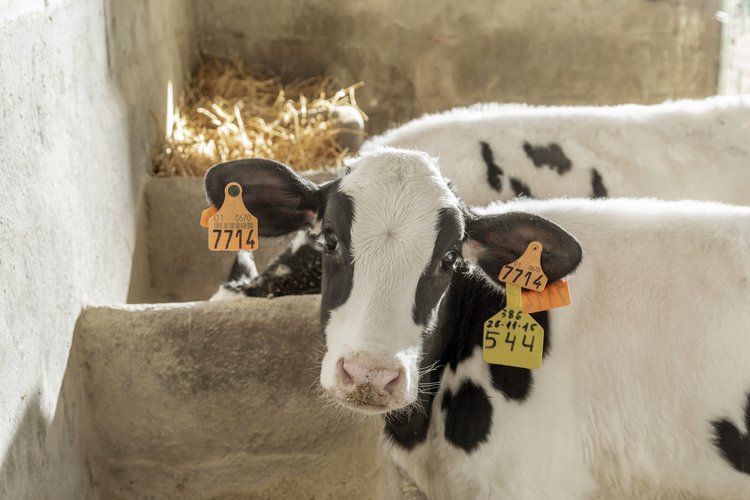 Supporting hydration in case of scours - Trouw Nutrition