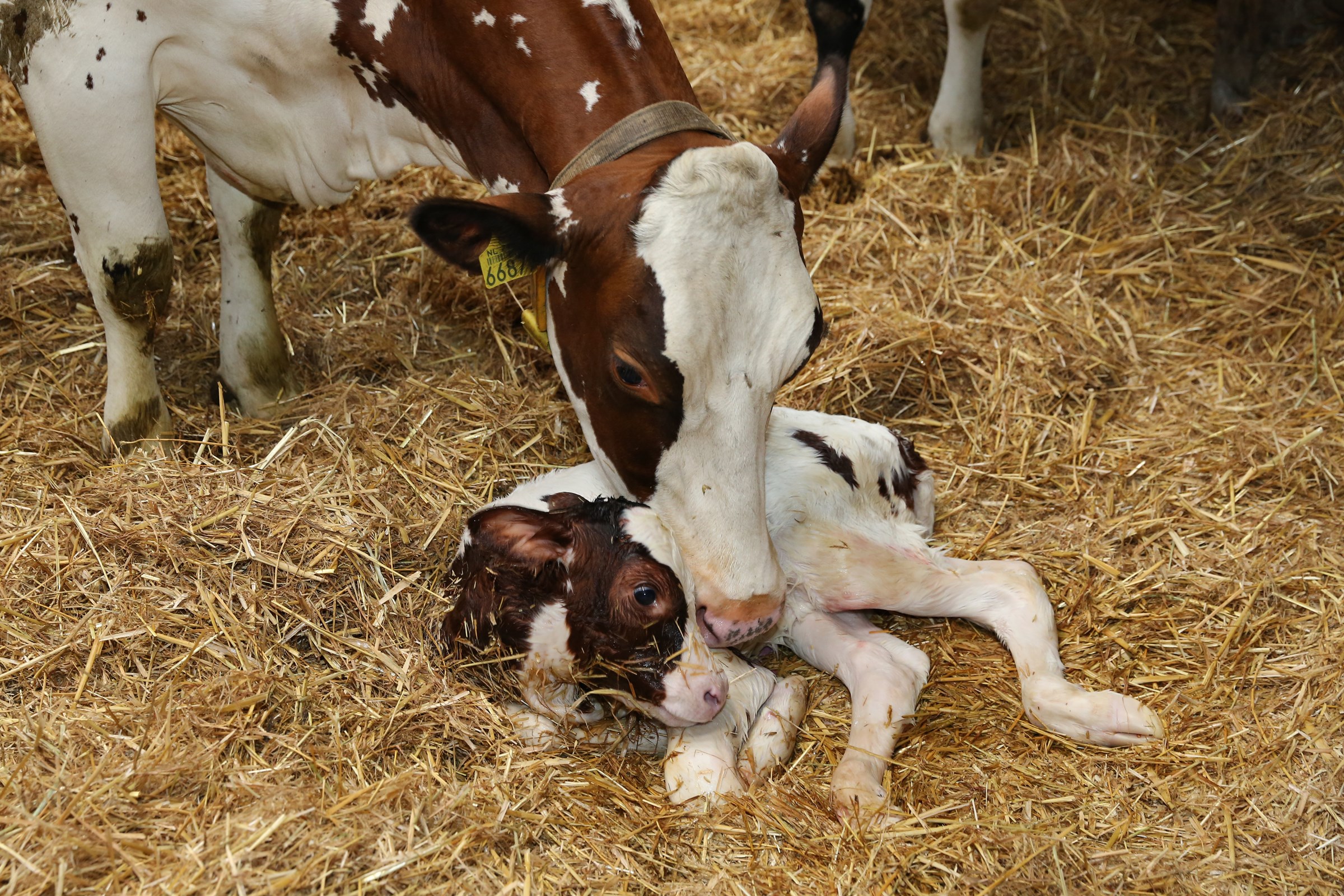Feeding Reviva after calving will boost your cows’ vitality