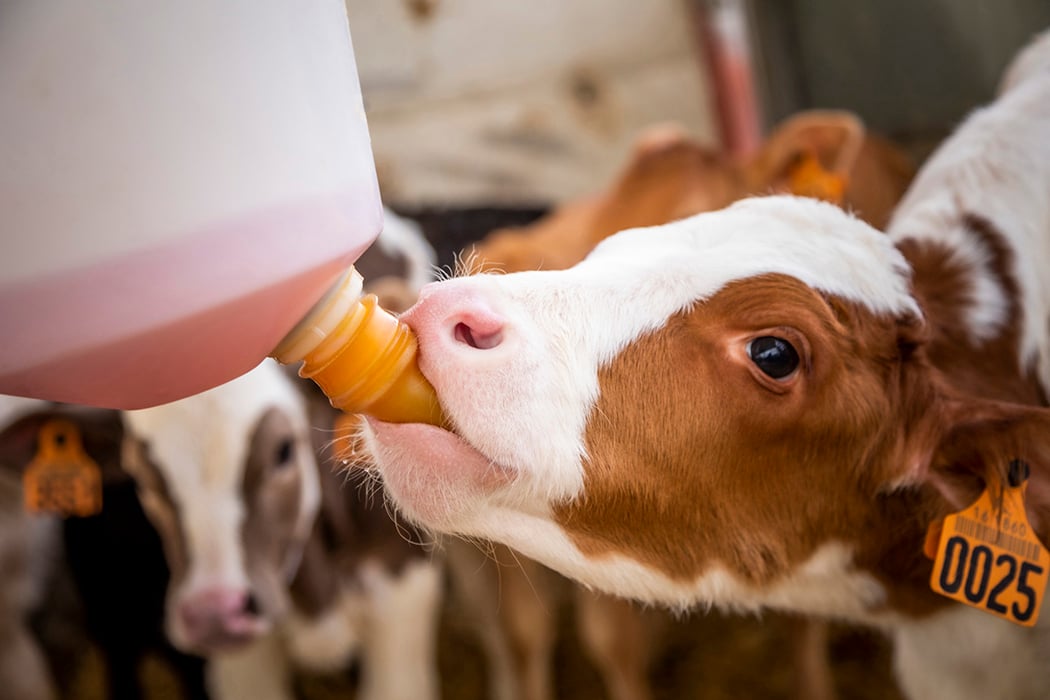 Heifers