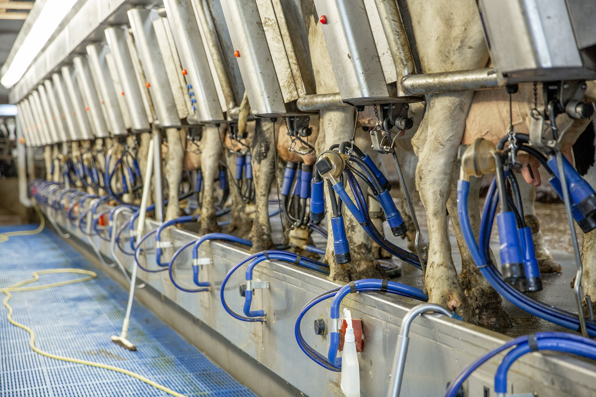 Good milk production, that’s what it’s all about!