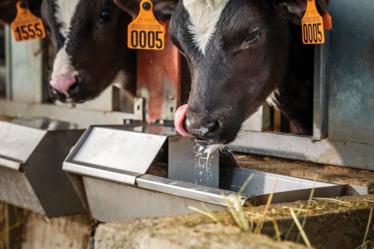 Calf weaning - Trouw Nutrition