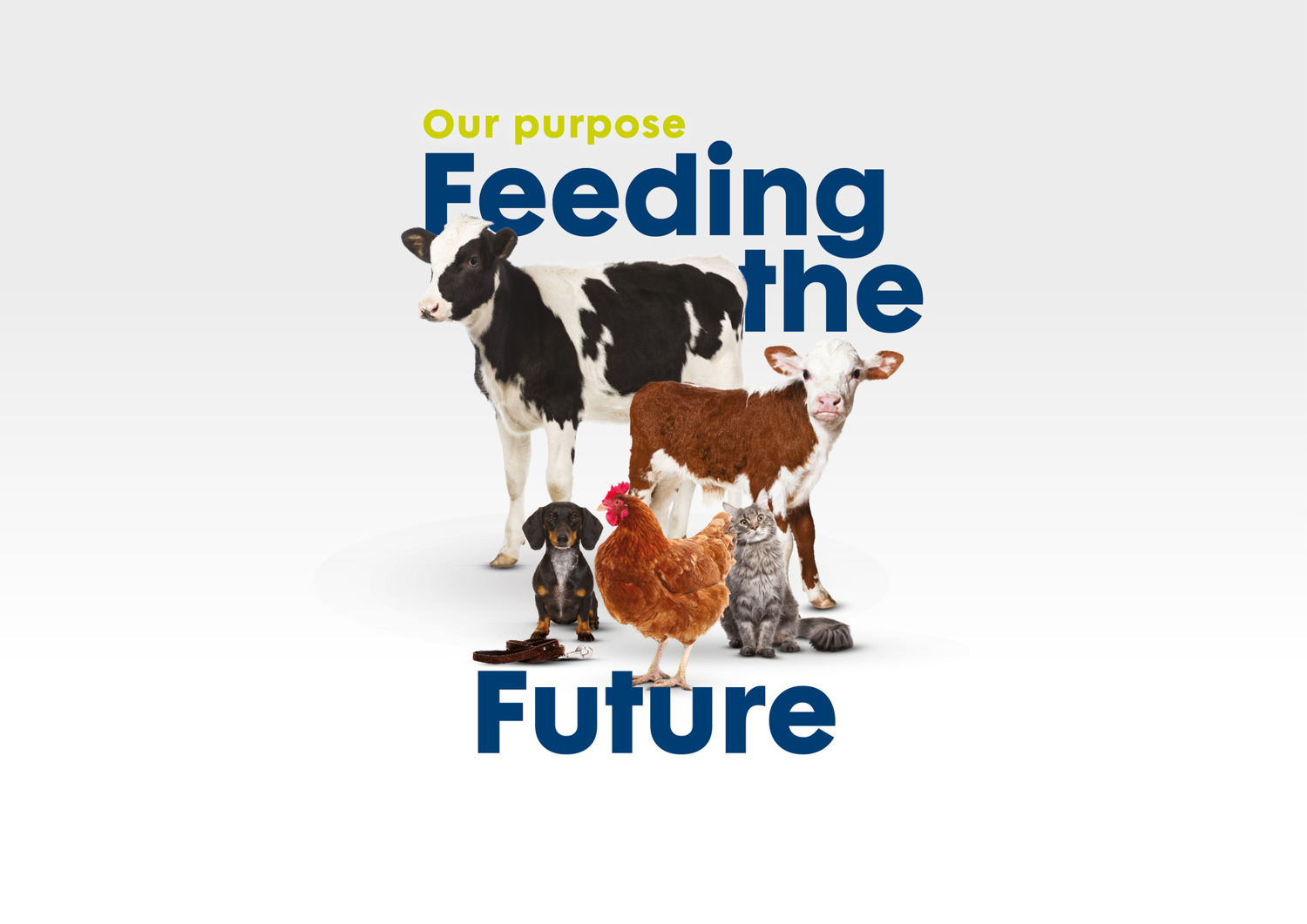 animal premix south africa 